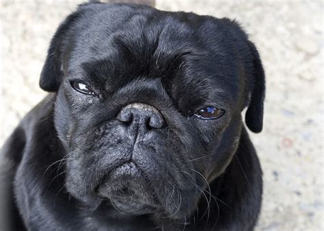 Black Pug Is It The Right Pet For You Insights And Tips