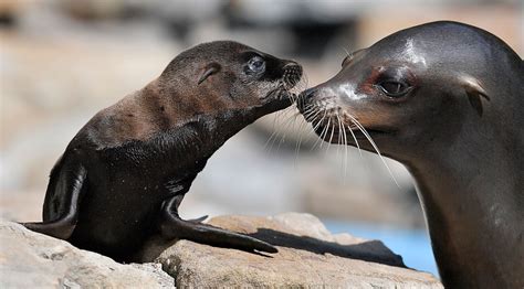 cute baby sea lions Sea lion trio