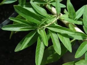 Verveine Menthe d Argentine Aloysia polystachya Bio La Serre Ô