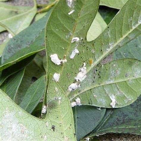 How To Get Rid Of Mealy Bugs On Plants