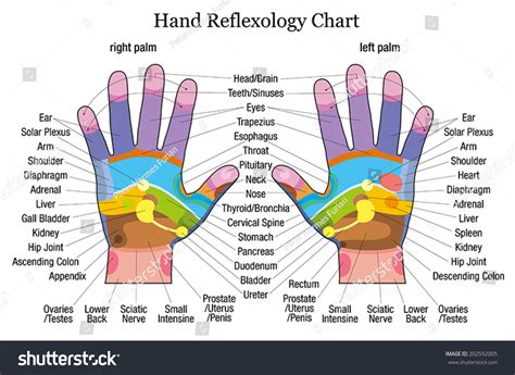 Hand Reflexology Chart With Accurate Description Of The Corresponding