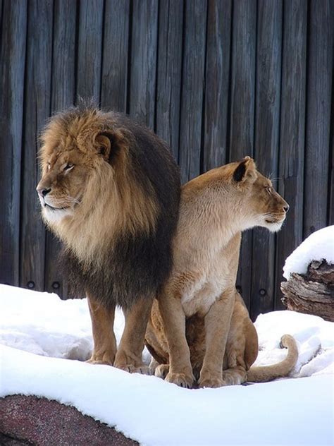 Lion And Lioness – The Royal Couple At Their Best - Tail and Fur