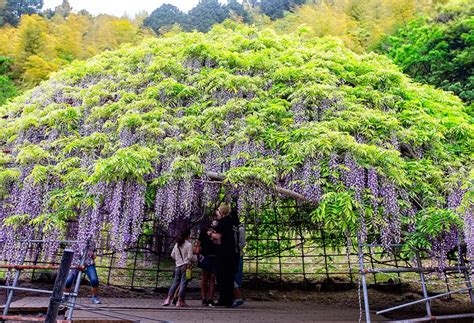 Kawachi Wisteria Garden | Kyushu Tourism Organization | Visit Kyushu