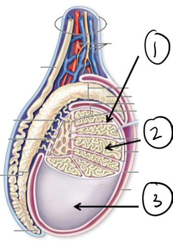 Male Reproductive System Flashcards Quizlet