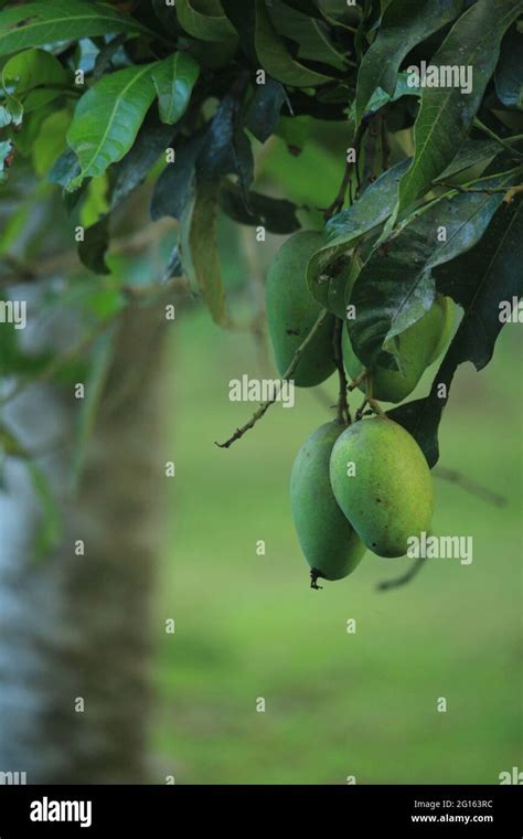 Mangoes In Outdoor Market Hi Res Stock Photography And Images Alamy