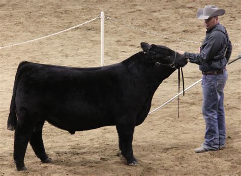 NWSS – % Simmental Bulls | The Pulse