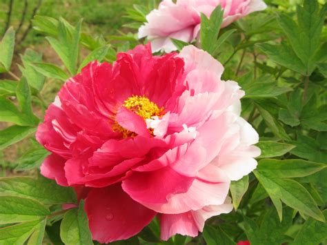 Chinese Luoyang Peony Festival: King Of Flowers by Minasitirith on DeviantArt