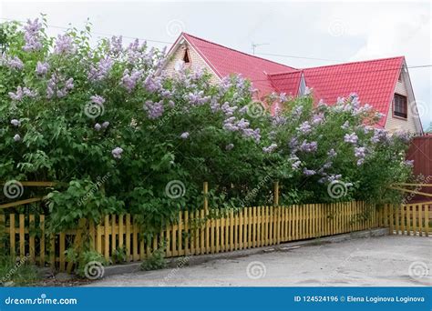 Flowers Lilacs Outside The Fence Near The House Stock Photo Image Of