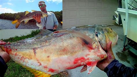 Insane Snook Fishing On Cut Bait Jack Crevalle Catch N Cook Youtube