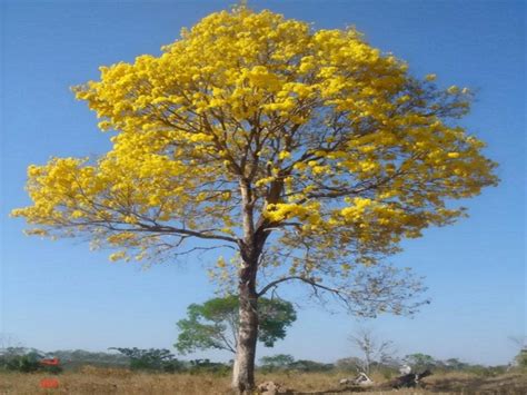 Semente De Ipê Amarelo