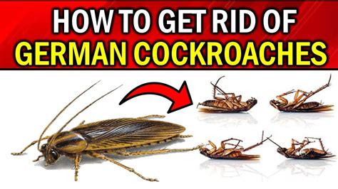 How To Get Rid Of German Cockroaches Naturally And Permanently Youtube