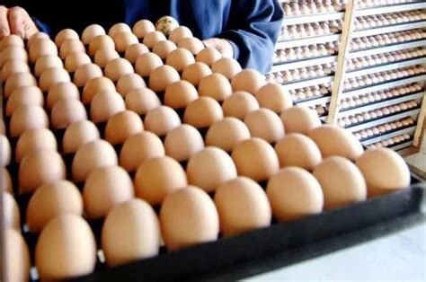 Hatching Eggs Cobb 430 Y Hatching Egg Manufacturer From Bengaluru