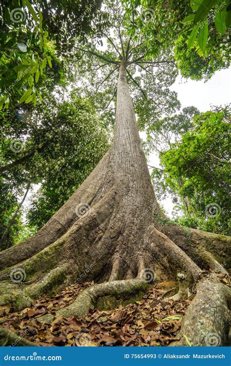 Sepilokreus De Oudste Boom Van Sabah In Borneo Stock Afbeelding