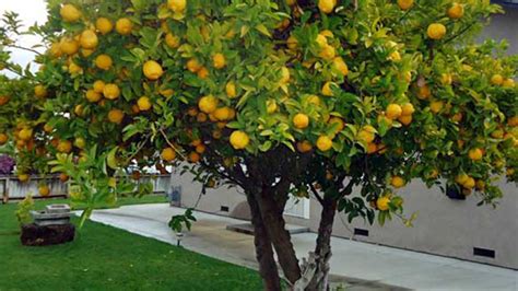 Alberi Da Frutto Da Coltivare Nell Orto In Giardino O Sul Balcone