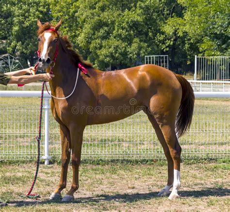 Arabian horse tail stock photo. Image of horse, close - 193054896