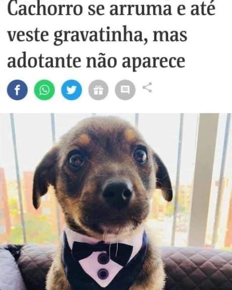 Cachorro Se Arruma E At Veste Gravatinha Mas Adotante N O Aparece