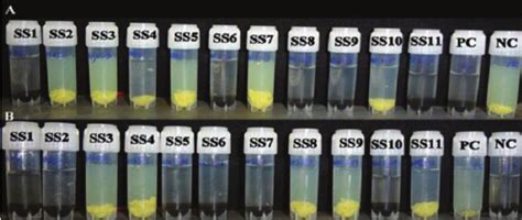 Arsenic transformation by bacterial isolates. (A) Oxidation of arsenite...