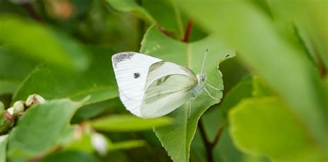 White Butterfly Meaning: Their Spiritual Meaning Explained | Simply ...