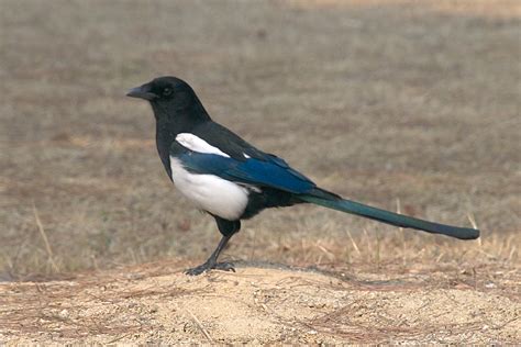 Korean magpie - Wikipedia