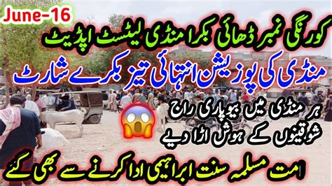 Korangi Bakra Mandi Latest Update 16 June 2024 Bakra Mandi Goat Farm