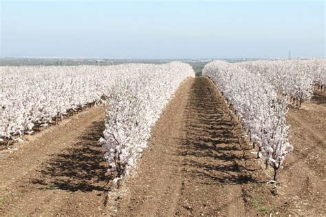 Rentabilidad Almendro Superintensivo O En Seto Synergynuts