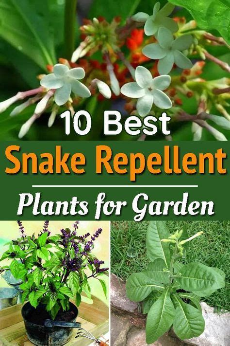 Best Snake Repellent Plants For Garden Snake Repellant Plants