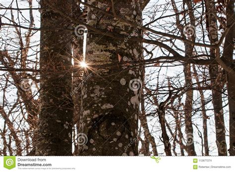 Naked Trees Covered With Lichen Stock Photo Image Of Nature Brown