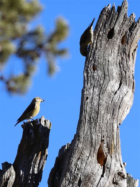 Red Crossbill Birds Wood - Free photo on Pixabay - Pixabay