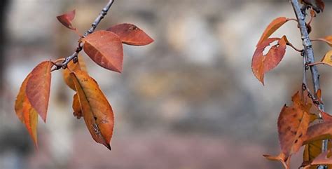 Autumn Leaves Rustling In The Wind 19, Stock Footage | VideoHive