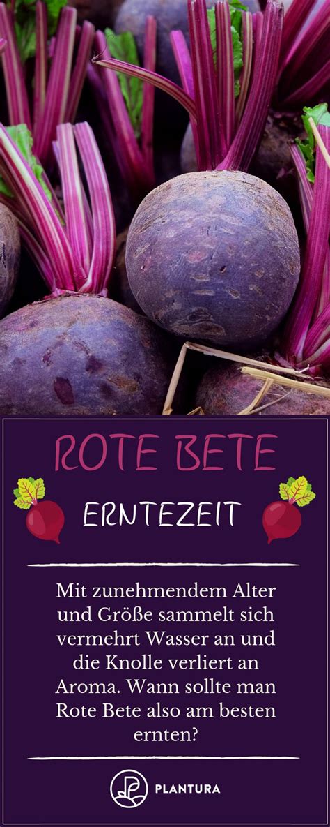 Rote Beete Ernten Lagern Einfrieren Einlegen Und Co Rote Bete