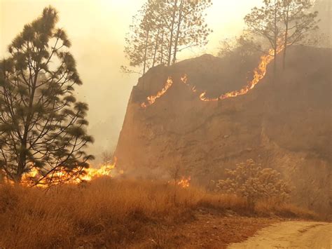 Incendios Destruyeron Casi Tres Mil Hect Reas De Bosques En Guatemala