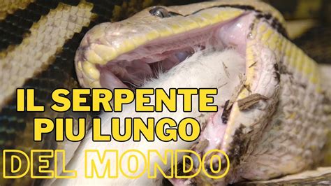 Il Serpente Pi Lungo Del Mondo Il Pitone Reticolato Youtube