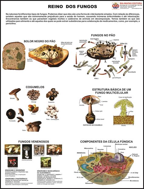 Mapa Reino Dos Fungos Bia Mapas