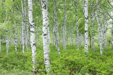 Meet 12 Species of Birch Trees - Betula Genus