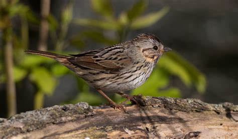 Lincoln S Sparrow Owen Deutsch Photography