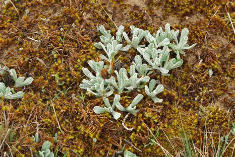 Helichrysum Arenarium Sand Strohblume Helichrysum Are Flickr