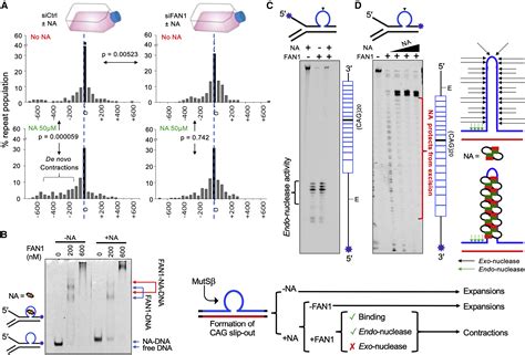 FAN1 exo- not endo-nuclease pausing on disease-associated slipped-DNA ...