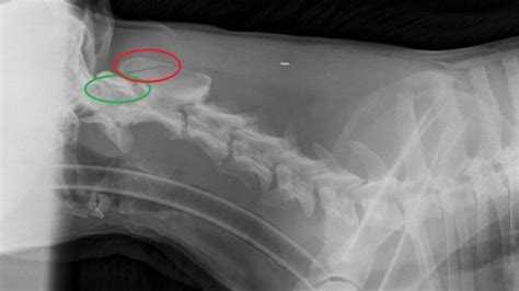 Neck Break Police Canine Nero Home From Healing Facility Online News