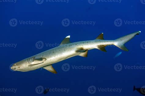 white tip reef shark ready to attack underwater 11967985 Stock Photo at ...