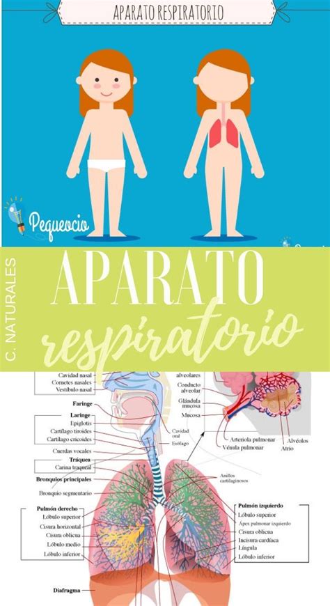 Aparato Respiratorio C Mo Funciona Artofit