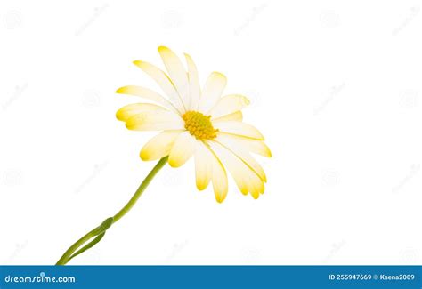 Flor De Osteospermum Amarilla Aislada Imagen De Archivo Imagen De