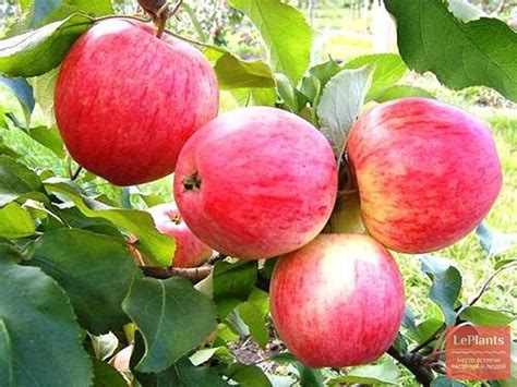 Яблоня 'Зимнее полосатое' — описание сорта, характеристики | на LePlants.ru
