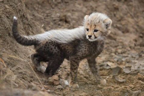 11 Adorable Baby Cheetah Facts - Leo Zoo