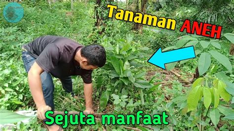 Tanaman Aneh Sejuta Manfaat Youtube