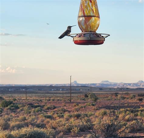 High Desert Hummingbird 💛 : r/hummingbirds