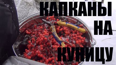 капканы на куницу - YouTube