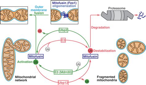 Figure 1 from Activation and degradation of mitofusins: two pathways ... 