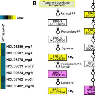 SREBP Regulated Ergosterol Biosynthesis Pathway In N Crassa A Total