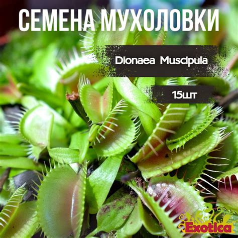 Exotica Венериной Мухоловки Типичная Форма (Dionaea Muscipula), 15 шт ...