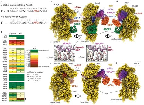 Structural Insights Into The Kozak Sequence Interactions Within The